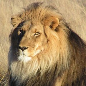 Meet your Posher, Joe